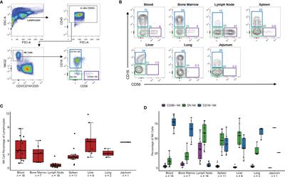 Tissue Trafficking Kinetics of Rhesus Macaque Natural Killer Cells Measured by Serial Intravascular Staining